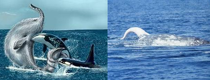 Trunko vs Killer whales