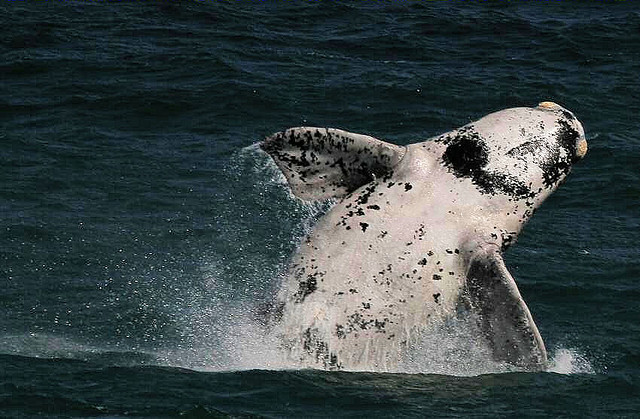 Breaching white whale