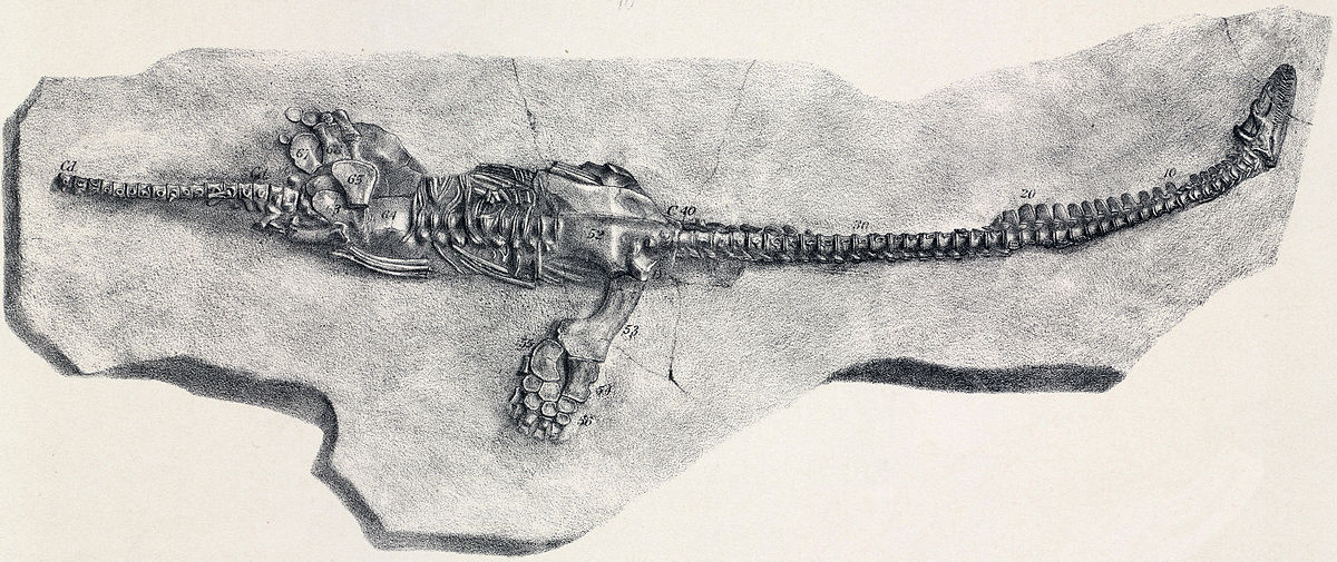 One of the first plesiosaur fossils, showing the characteristic long neck.