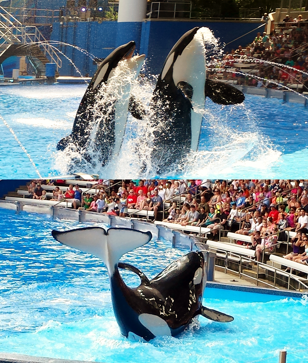 Seaworld Orcas pack a punch.