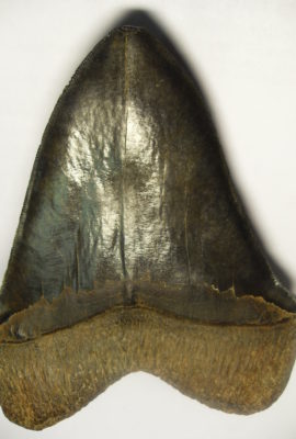 6.5" Megalodon tooth showing feeding damage to tip (compression)