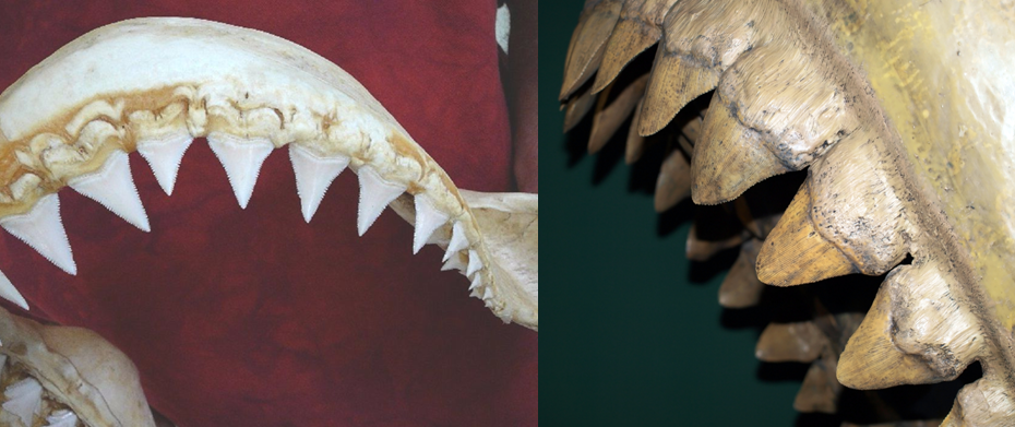 great white teeth vs meg teeth