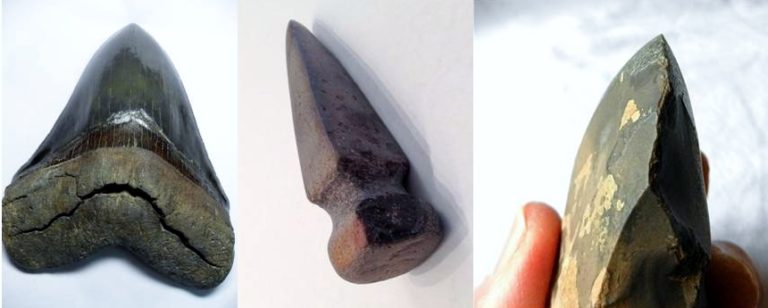 Adult Megalodon tooth compared to stone chisels made of iron and stone.