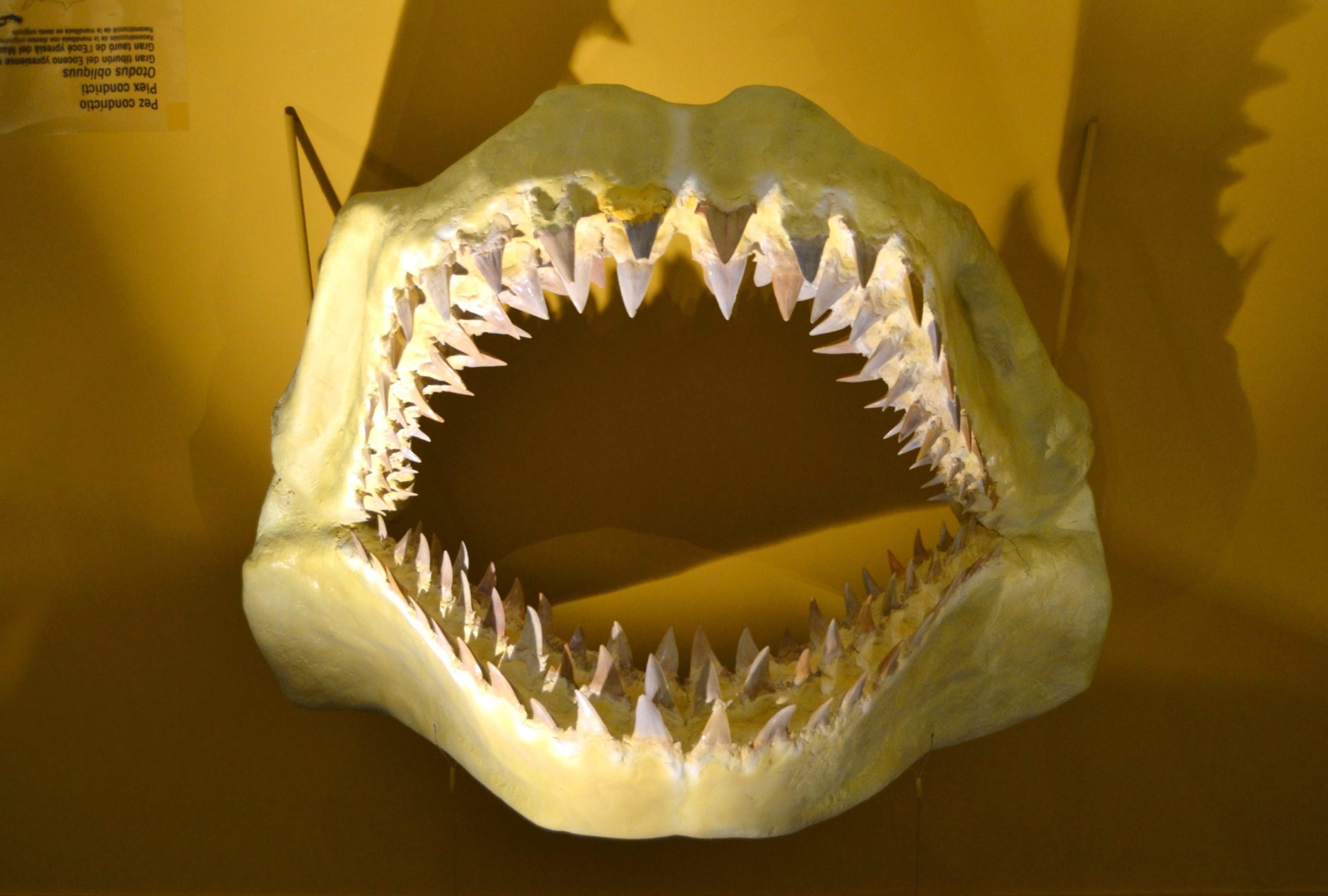 Зубы кошки и зубы акулы. Зуб акулы МЕГАЛОДОН. МЕГАЛОДОН клык. МЕГАЛОДОН челюсть.