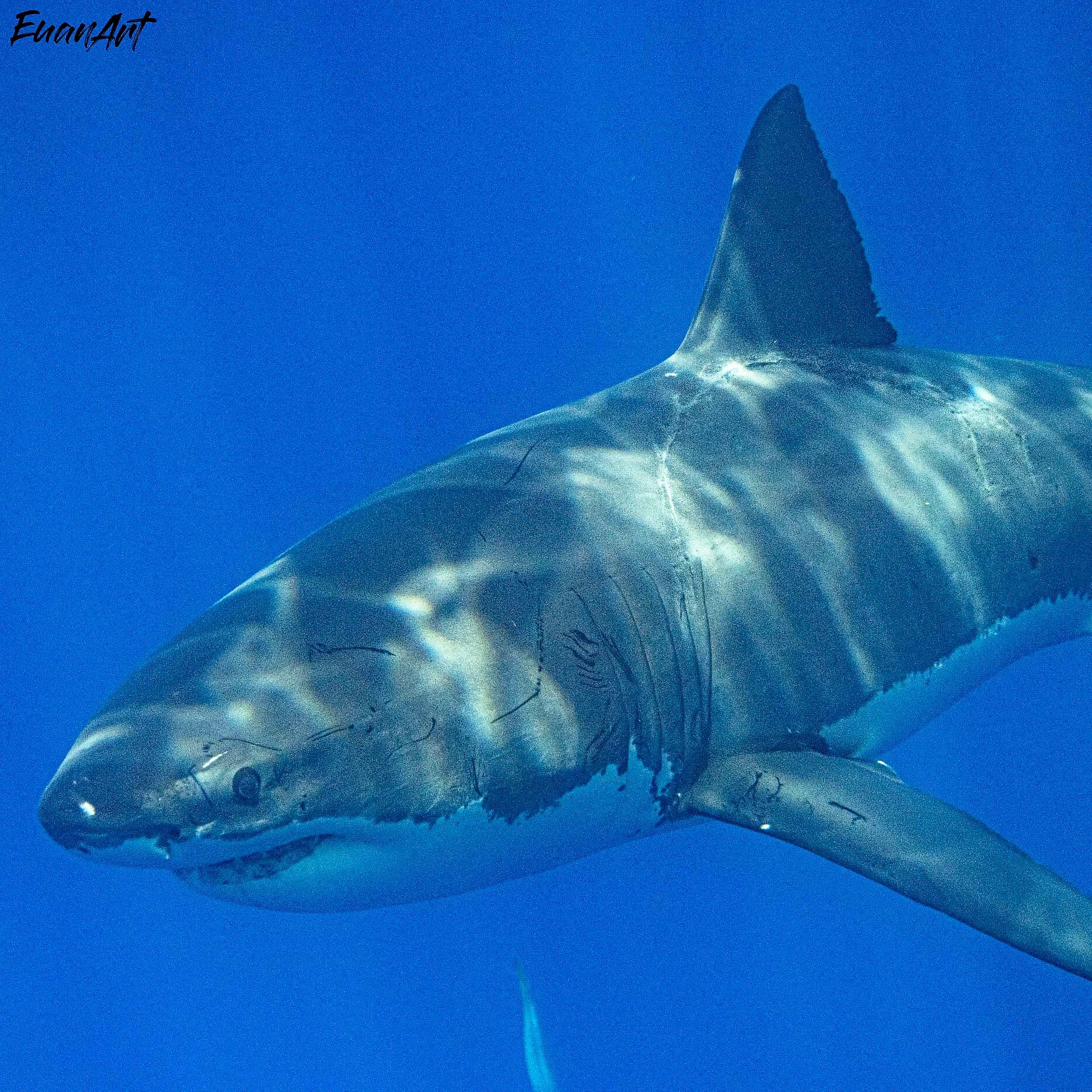 monster great white shark